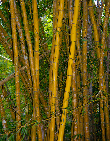 Bamboo in Mexico