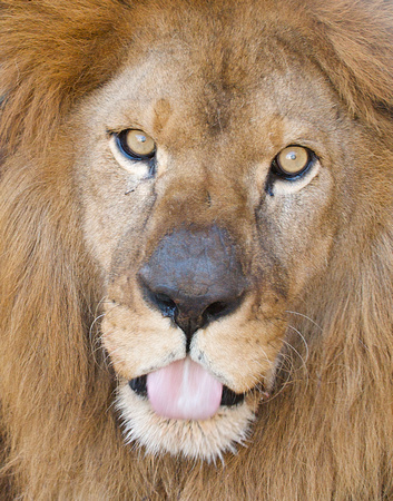 Lions Tongue
