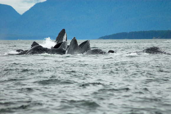 Humpback Whales Eating