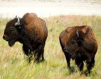 Montana Bison