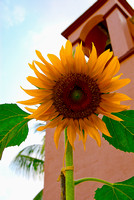 Huatulco Sunflower