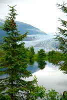 Alaska Evergreen
