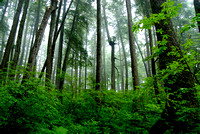 Alaska Forest